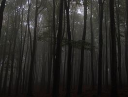 Der Odenwald – Natur pur
