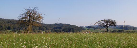 Grüne Wiesen, blauer Himmel.